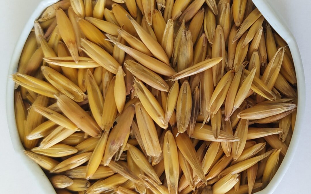 AVEIA BRANCA FRONTEIRA