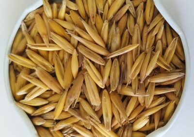 AVEIA BRANCA FRONTEIRA