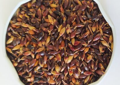 CAPIM SUDÃO BRS ESTRIBO