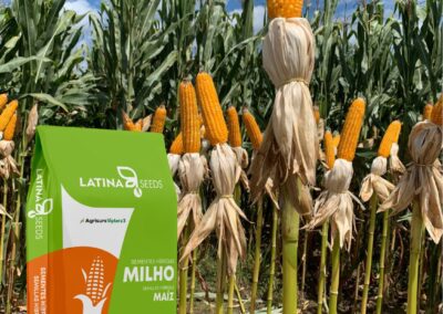 MILHO LAS 545 VIPTERA 3