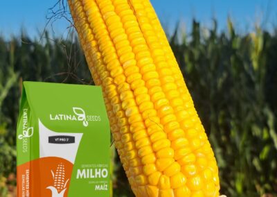 MILHO LAS 590 PRO 3