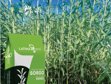 SORGO GIGANTE LAS 6002F