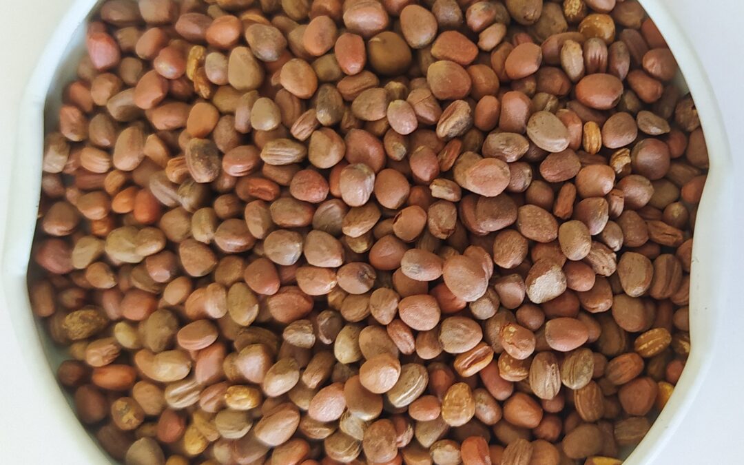 NABO FORRAGEIRO IPR 116