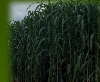 SORGO FORRAGEIRO LAS 6101F