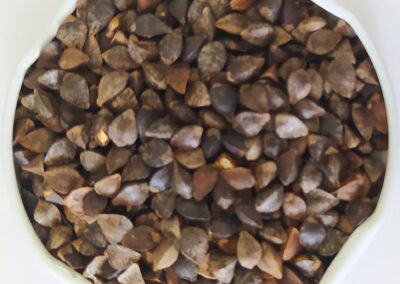 TRIGO MOURISCO IPR 91