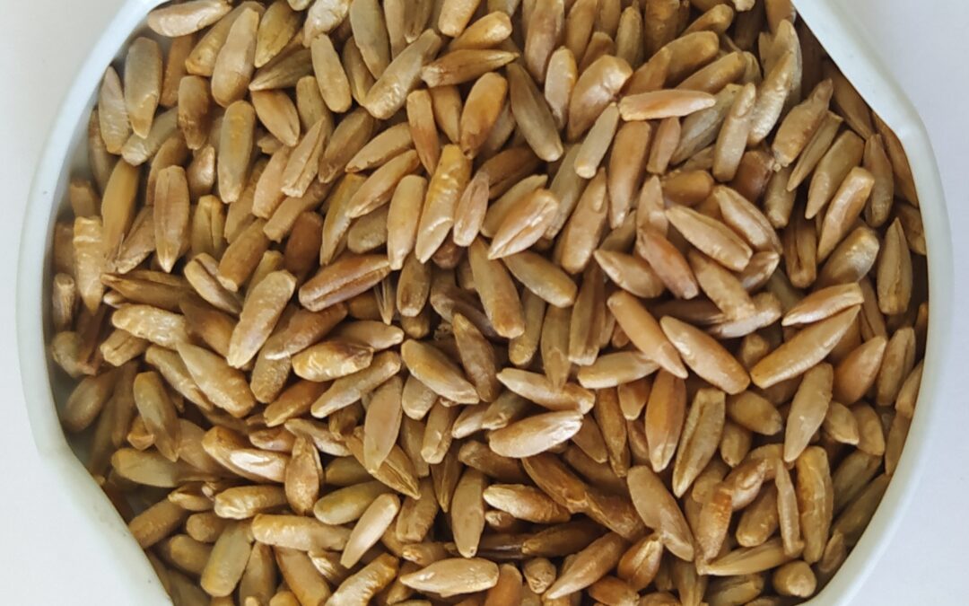 TRITICALE BRS SATURNO