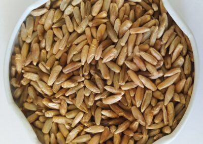 TRITICALE BRS SATURNO