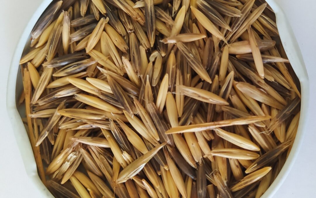 AVEIA PRETA BRS TROPEIRA