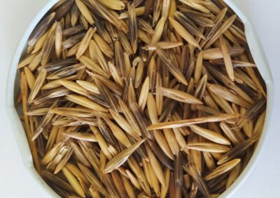 AVEIA PRETA BRS TROPEIRA