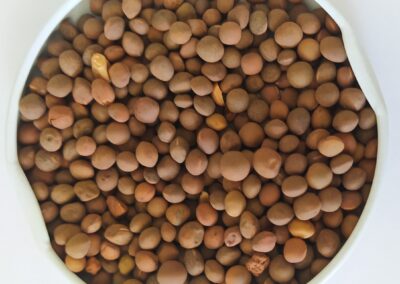 ERVILHACA SS COMBATE