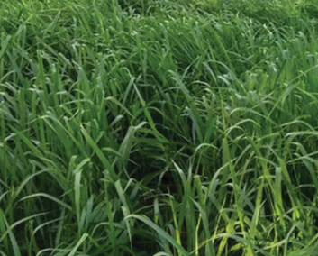 BRACHIARIA BRIZANTHA