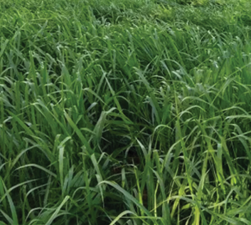 Brachiaria Brizantha