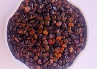 CROTALARIA SPECTABILIS