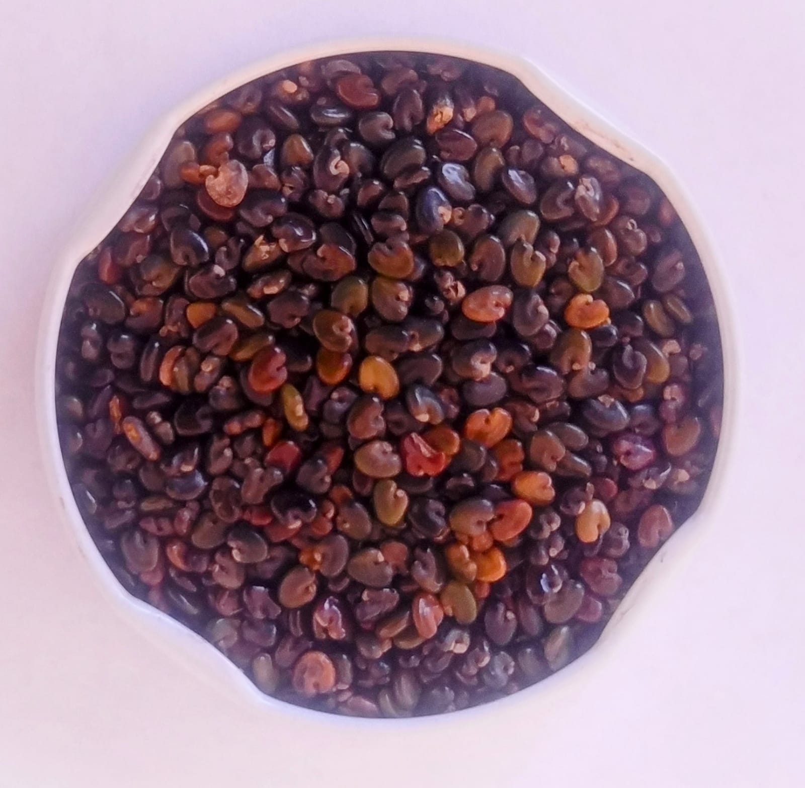 Crotalaria Spectabilis