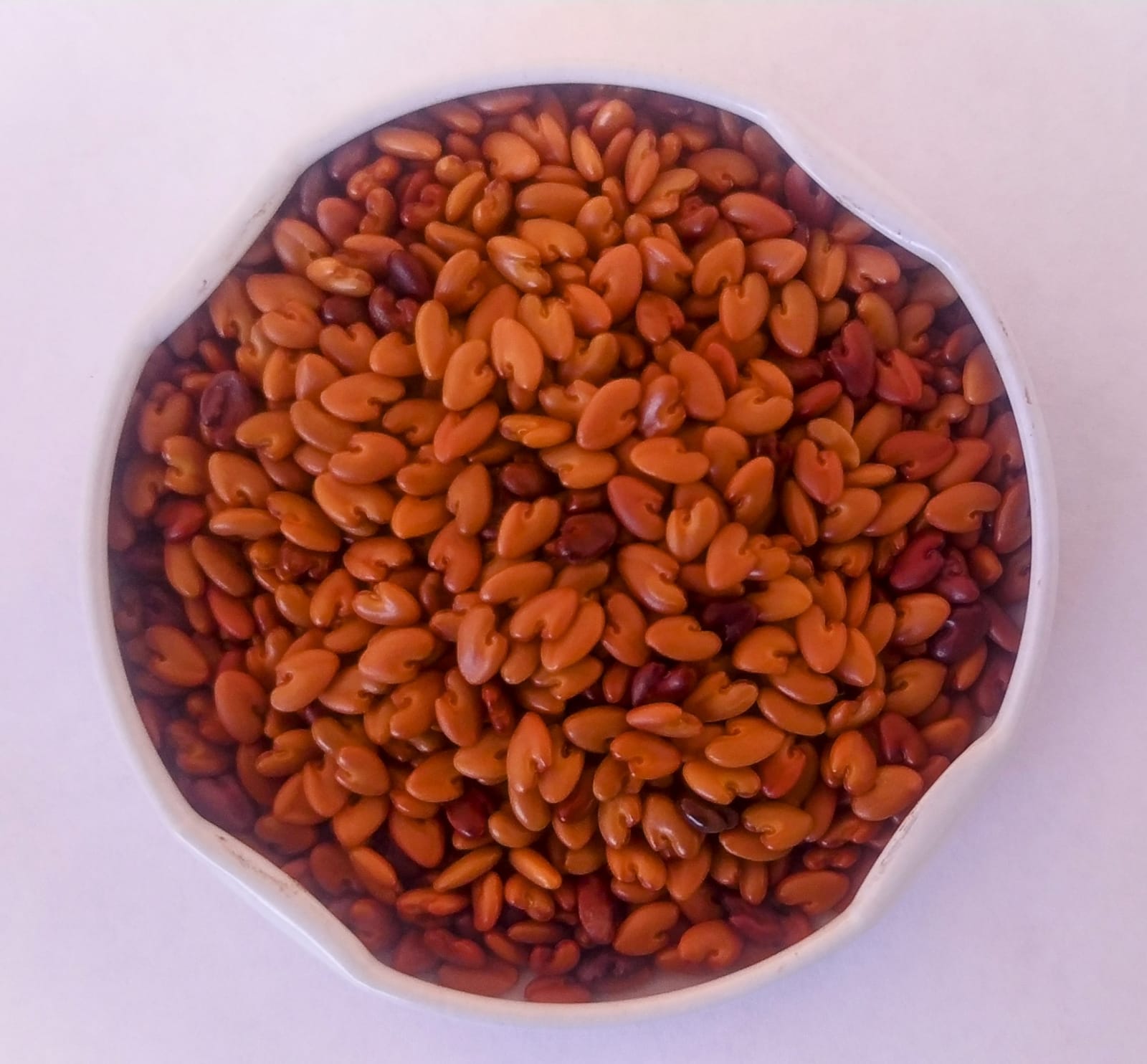 Crotalaria breviflora