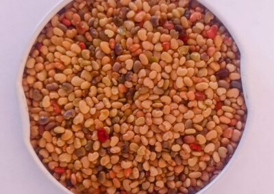 CROTALARIA OCHROLEUCA