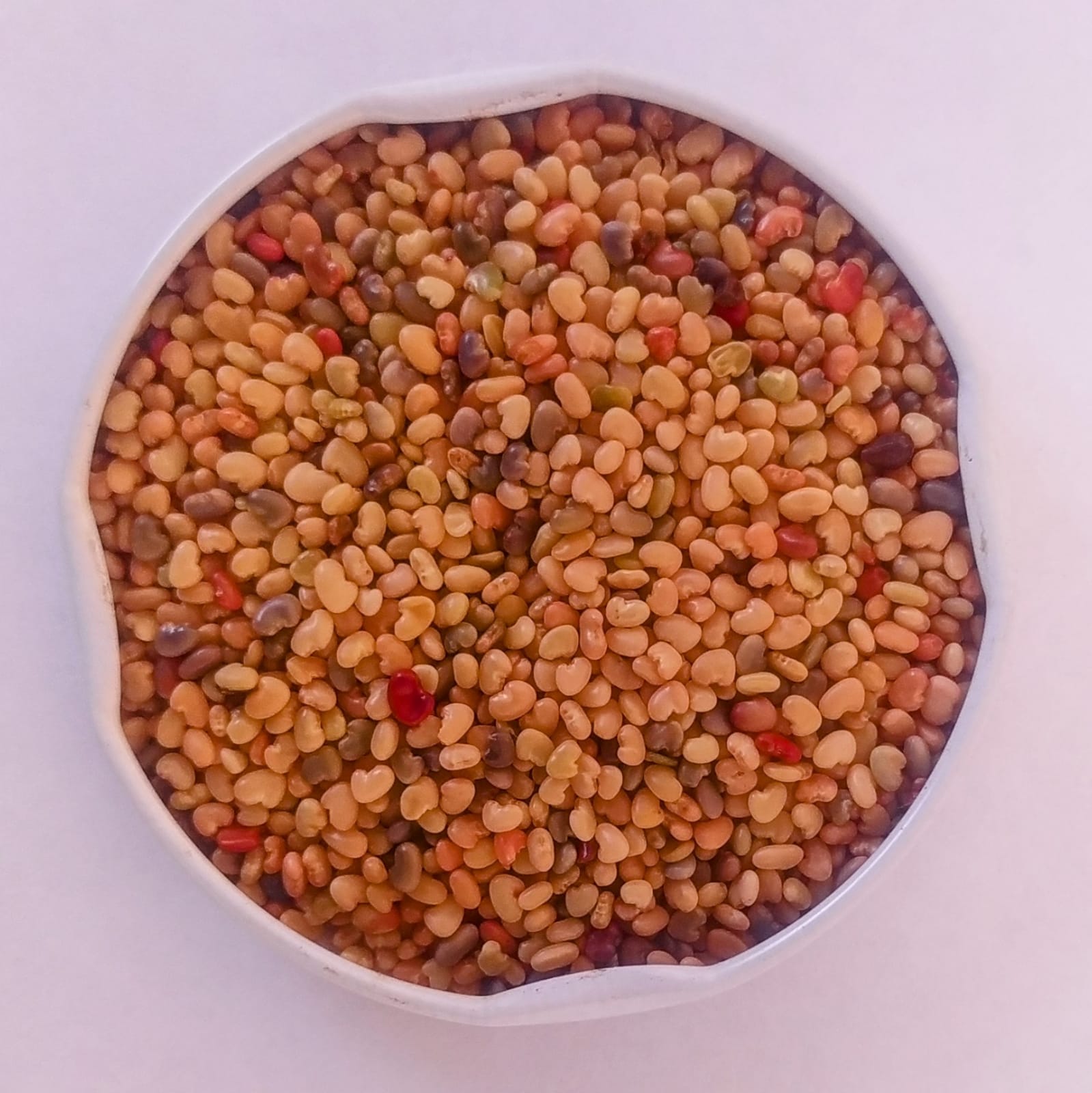 Crotalaria ochroleuca