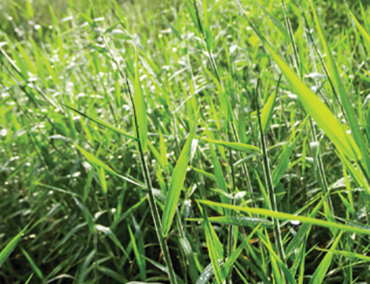 BRACHIARIA DECUMBENS