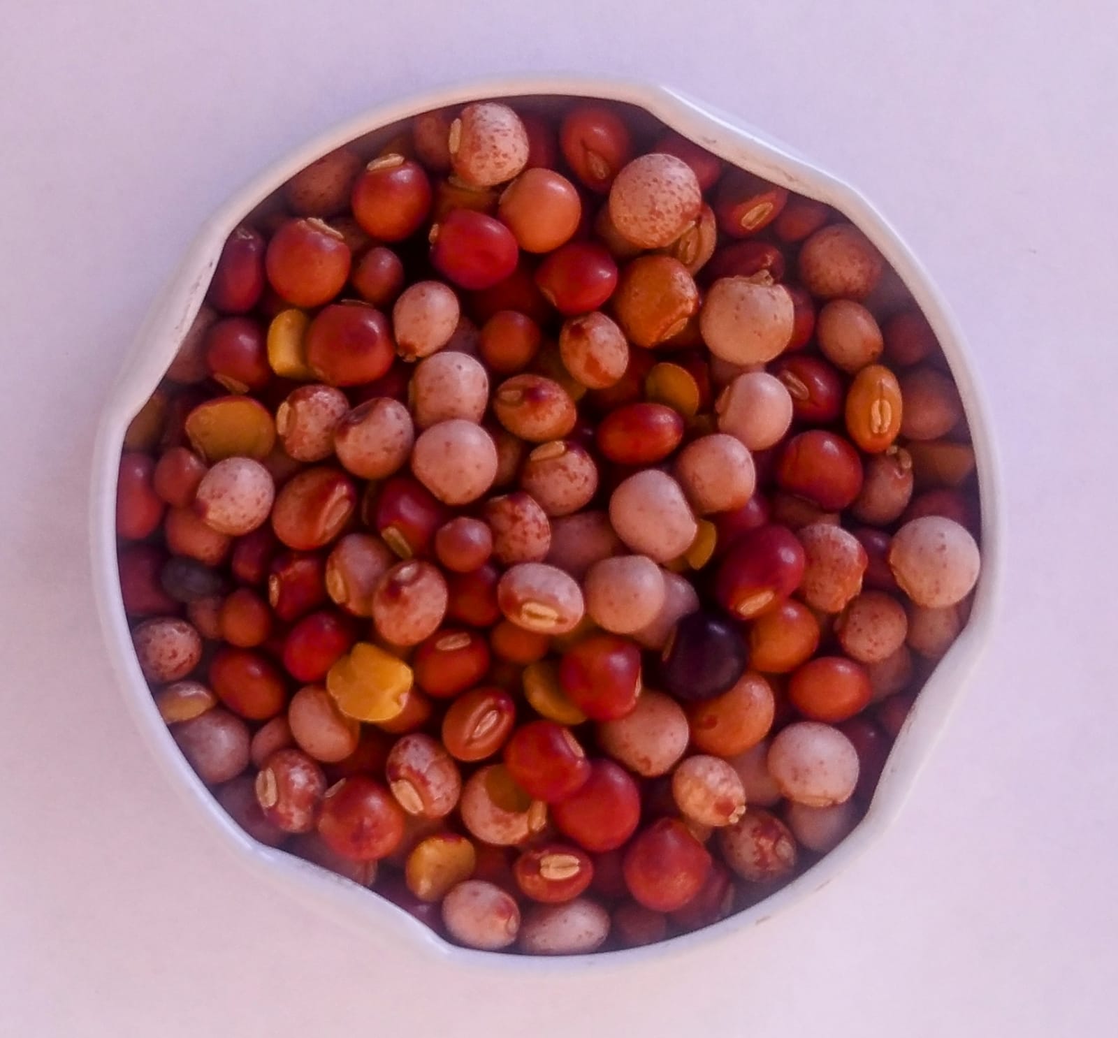 Feijão Guandu Fava Larga