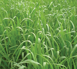 BRACHIARIA HUMIDICULA