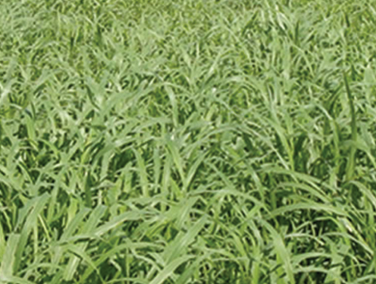 BRACHIARIA MG-5 VITÓRIA