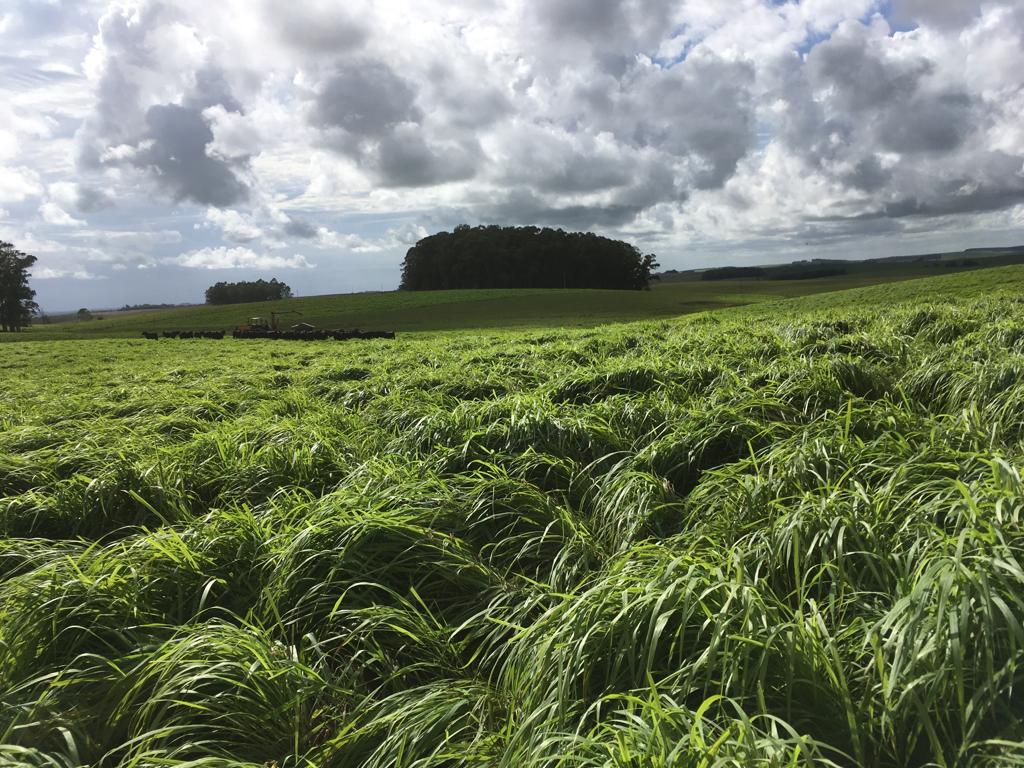 Panicum Maximum cv. BRS Tamani