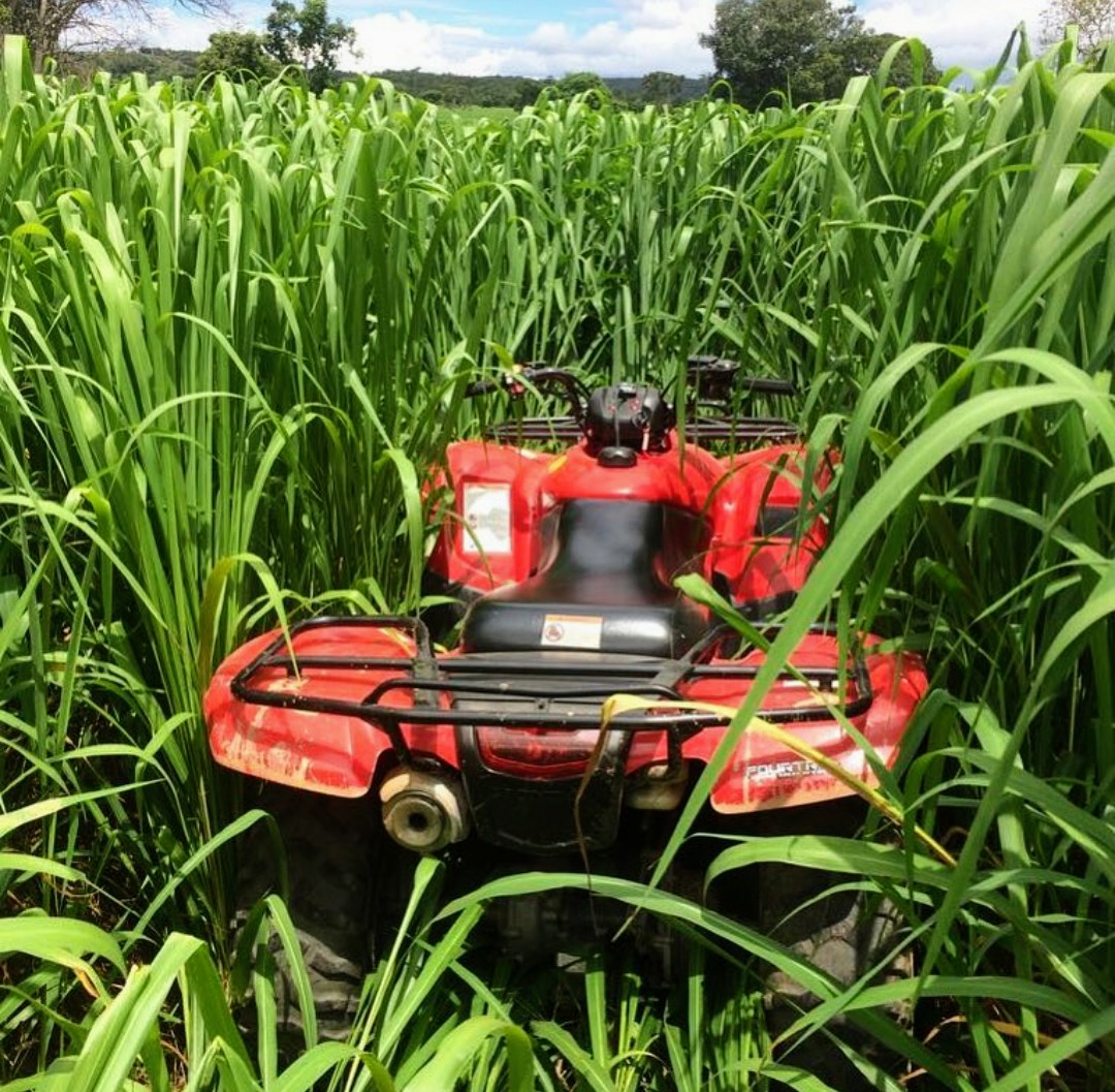 Panicum Maximum cv. BRS Zuri