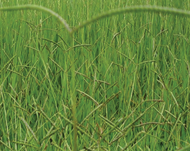 BRACHIARIA DICTYONEURA