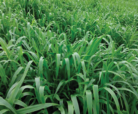 BRACHIARIA RUZIZIENSIS